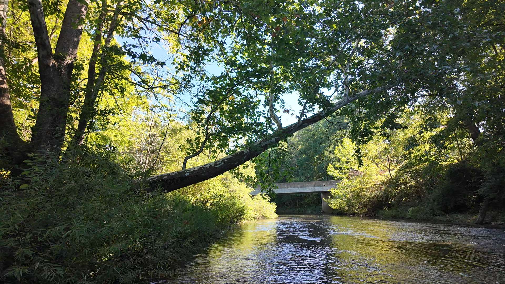 Bald Eagle Creek looking upstream to the Julian bridge access on a sunlit morning